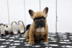 French Bulldog puppy