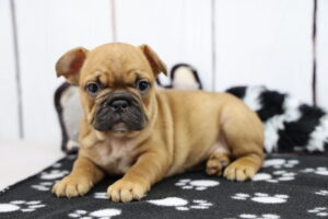 French Bulldog puppy