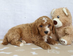 Cavapoo puppy
