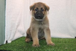 German Shepherd Dog puppy