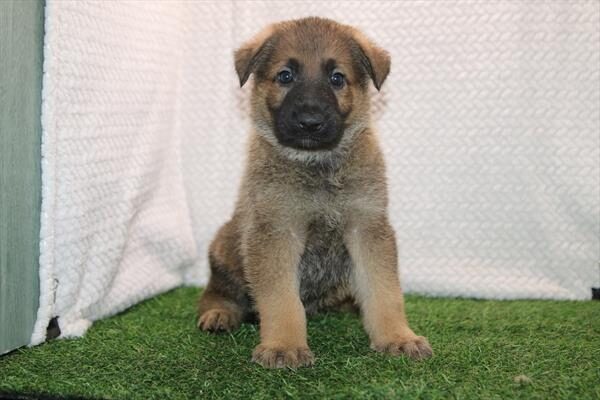 Scout