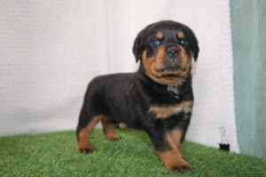Rottweiler puppy