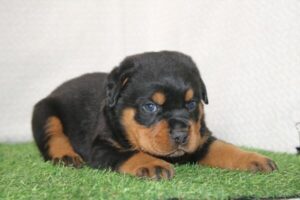 Rottweiler puppy