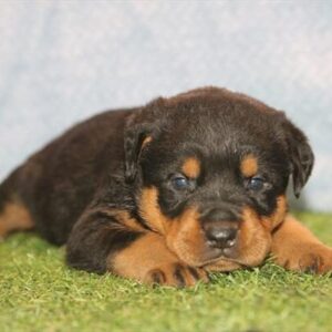 Rottweiler – 101010101406465