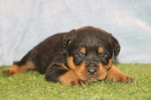 Rottweiler puppy