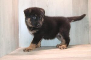 German Shepherd Dog puppy