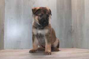 German Shepherd Dog puppy