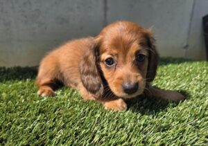 Miniature Dachshund puppy