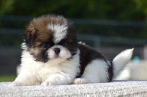 Japanese Chin puppy