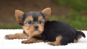 Yorkshire Terrier puppy