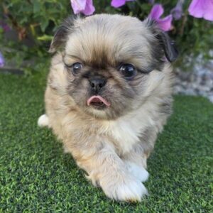 Cheeks puppy