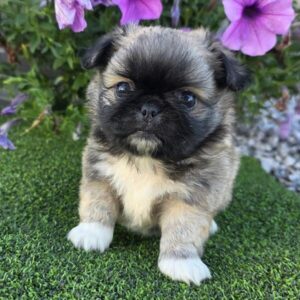 Cheeks puppy