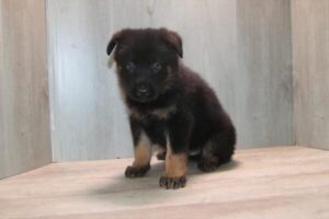 German Shepherd Dog puppy