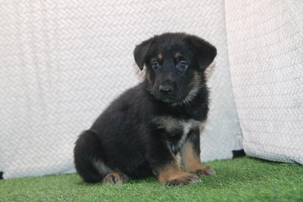 Wesson
