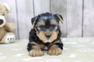 Yorkshire Terrier puppy