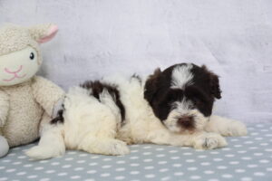 Havanese puppy
