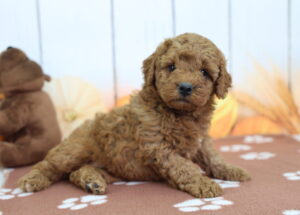 Miniature Goldendoodle puppy