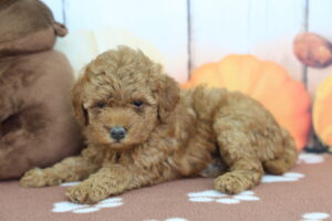 Miniature Goldendoodle puppy