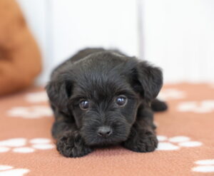 Yorkie Poo puppy