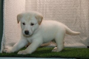German Shepherd Dog puppy