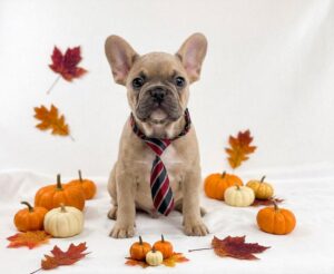 Happiness Is Pets French Bulldog puppy available