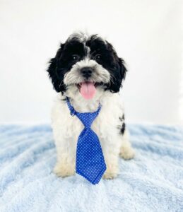 ShihPoo puppy