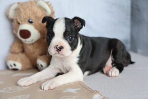 Boston Terrier puppy