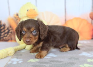Miniature Dachshund puppy