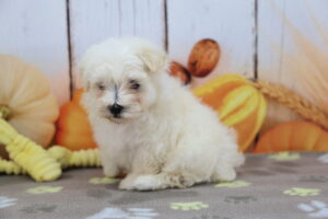 Maltipoo puppy