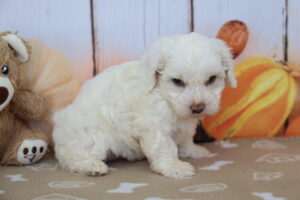 CotonPoo puppy