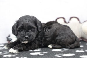 ShihPoo puppy