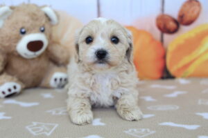CotonPoo puppy