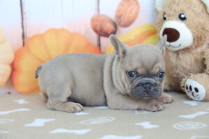 French Bulldog puppy