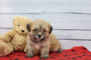 Lhasa Apso puppy