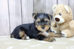Yorkshire Terrier puppy