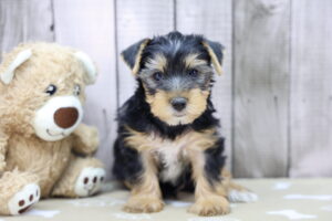 Yorkshire Terrier puppy