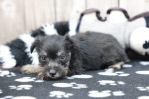 Miniature Schnauzer puppy