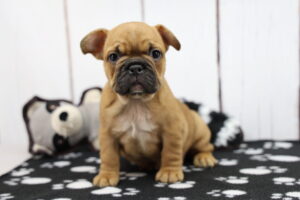 French Bulldog puppy
