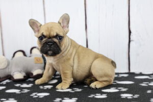 French Bulldog puppy