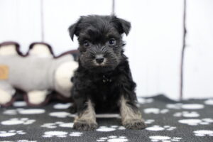 Miniature Schnauzer puppy