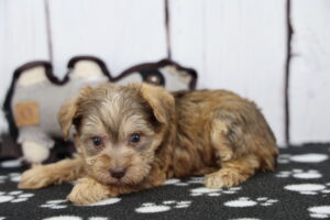 Schnorkie puppy