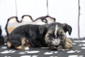 Schnorkie puppy