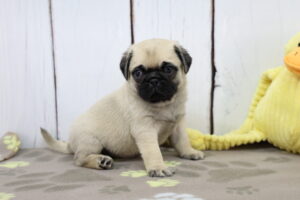 Pug puppy