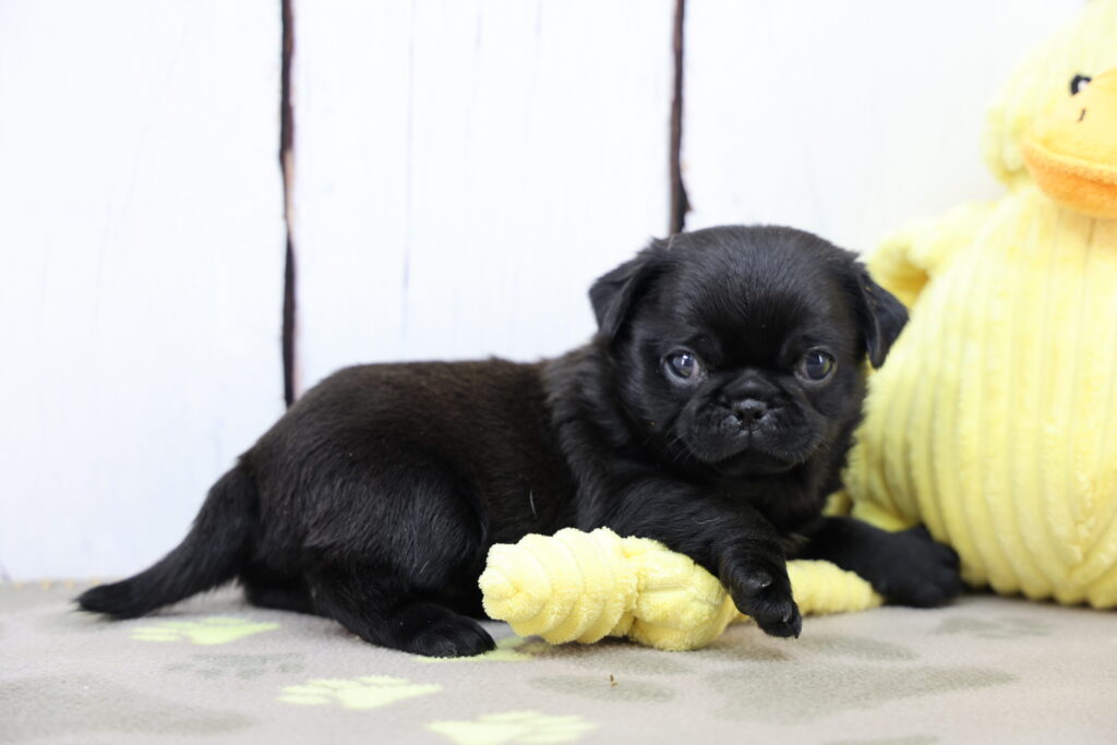 Zoe