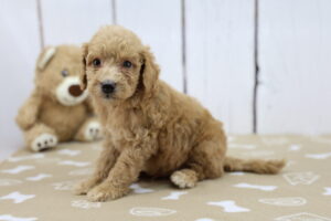 Miniature Goldendoodle puppy