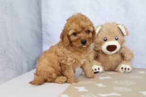 Cavapoo puppy