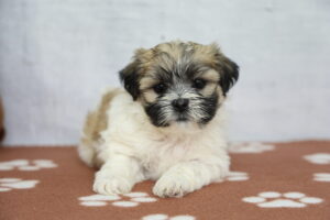 Teddy Bear puppy