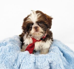 Happiness Is Pets Shih Tzu puppy available