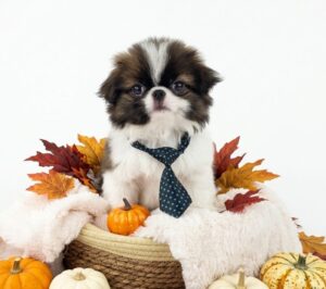 Happiness Is Pets Japanese Chin puppy available