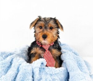 Happiness Is Pets Yorkshire Terrier puppy available